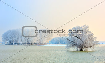 Frosty winter trees 