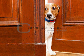 nosy dog at the door