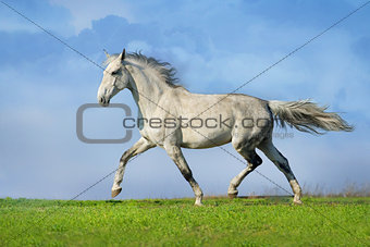 Grey horse trotting