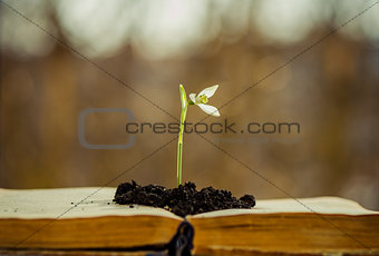 flower over book