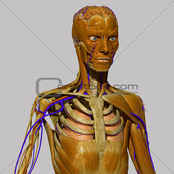 Human Anatomy with muscles