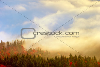 fog and forest