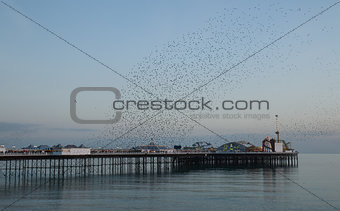 Starling Murmuration over Brighton Pier