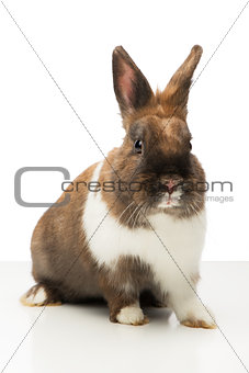 Cute bunny is isolated on white