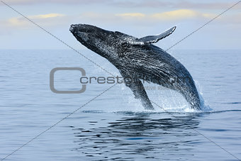 Breaching Hump Back Whale