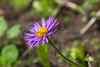 Flower of Alpine aster (Aster alpinus)