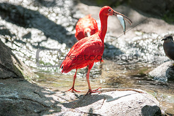 Scarlet ibis caught a fish