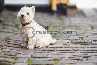 West highland white terrier dog
