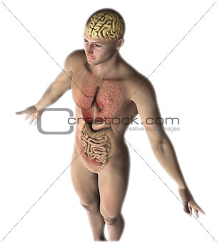 3D male figure with internal organs and brain