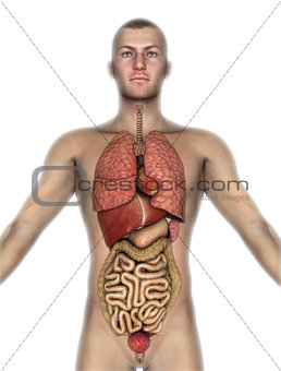 3D male figure with internal organs exposed