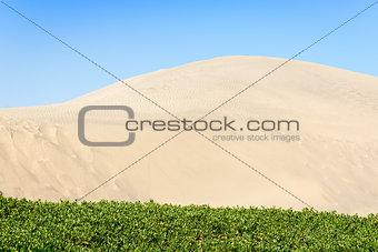Island green grass in the sand dunes. 
