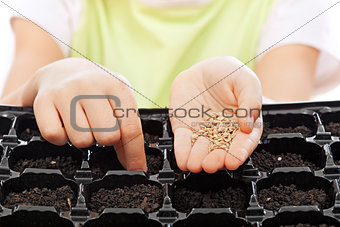 Child sowing seeds into germination tray