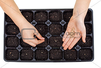 Young hands sowing vegetable seeds in germination tray