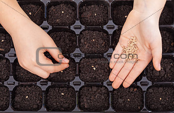 Child hands spreading seeds into germination tray