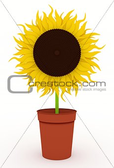 Sunflower in pot