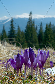 crocuses in mountains