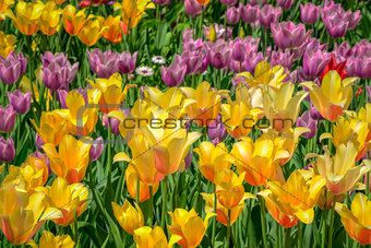 Bed of Orange and Pink Tulips