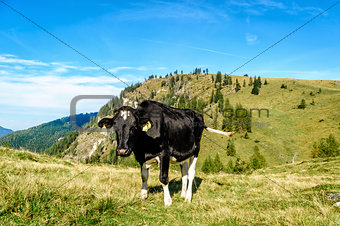 Holstein cow in the pasture of the austrian alps
