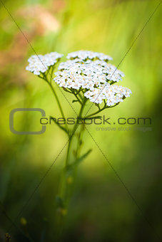 Achillea millefolium (yarrow) white wild flower