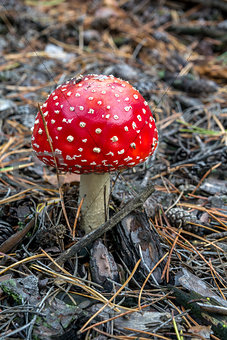 Amanita poisonous mushroom