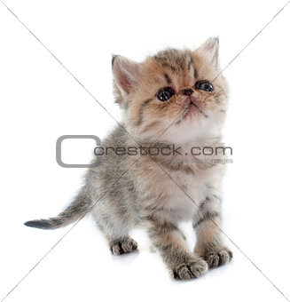 kitten exotic shorthair