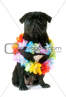 black pug and flower collar
