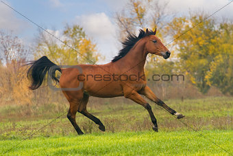 Bay stallion run in green field