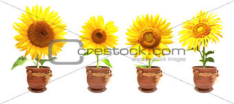 Sunflowers in pots