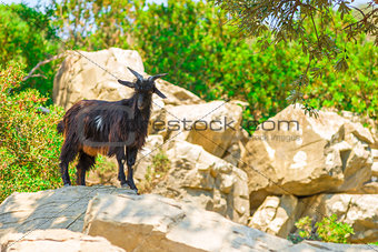 mountain black goat on the rocks