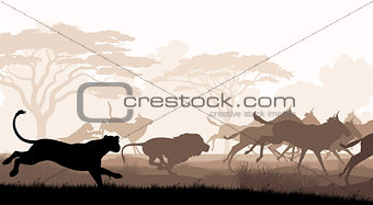 Hunting lions