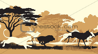 Lions hunting wildebeest