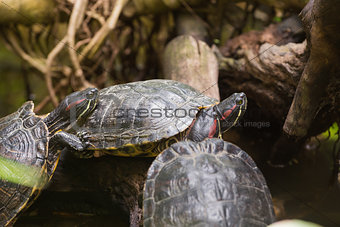 Three terrapin turtles