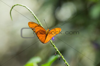 Butterfly on green stalk