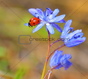 Ladybug on violet flowers in spring time