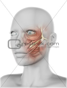 3D female face with cheek muscles