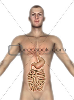 3D male figure with internal organs exposed