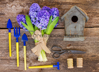 Blue hyacinth and gardening  set up