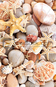  Seashells background.