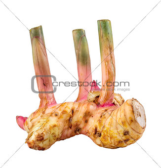 galangal isolated on white