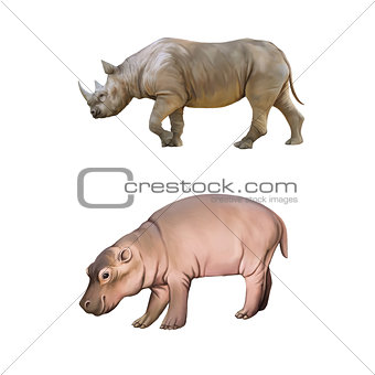 baby hippopotamus, Big african Rhino isolated on a white background