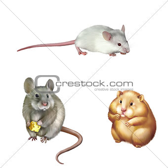 Cute red Hamster sitting, House mouse eating piece of cheese