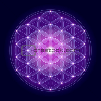 Bright Flower of Life With Stars