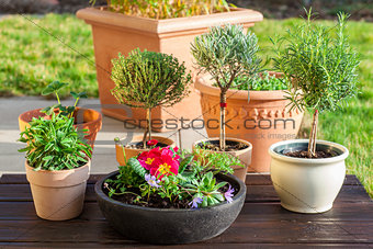 Flower pots with herbs and flowers