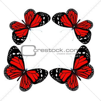 butterflies isolated on white background 