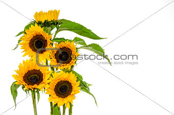 Five sunflower on white background