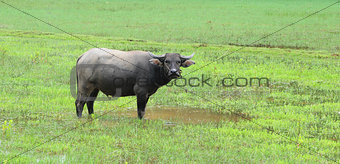 Vietnam buffalo and the rice field