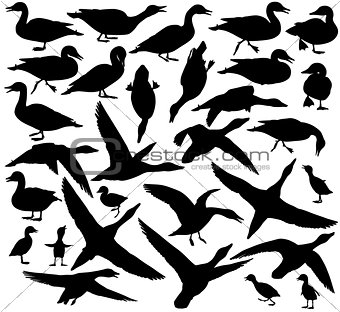 Duck silhouettes