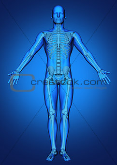 3D male figure with skeleton