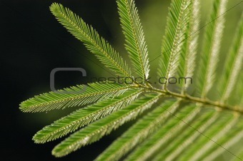 mimosa leaf in the gardens