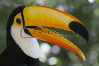 Colorful toucan - Ramphastos toco